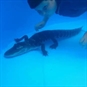 Swim with Crocodiles - Underwater with Croc